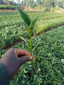 480366172 647897064439109 7570519733488208684 n