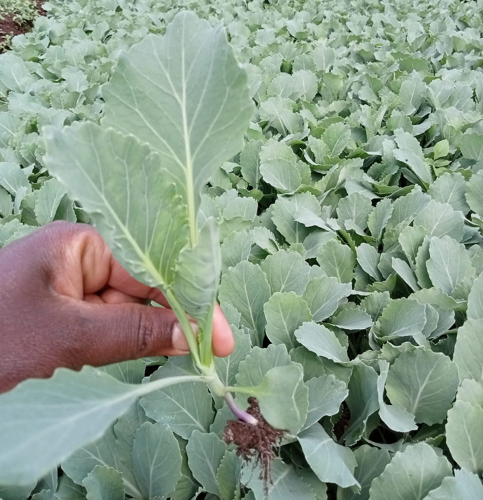 537736723 31984058034526175 3262994892072119720 n