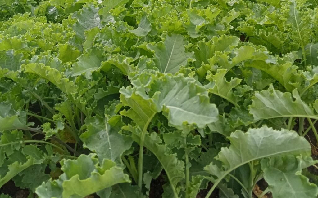 540900591 793285869900227 4162044141210270264 n